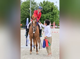 Hannoveraan Mix, Merrie, 8 Jaar, 163 cm, Donkere-vos