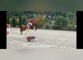 Hannoveraan Mix, Merrie, 8 Jaar, 163 cm, Donkere-vos