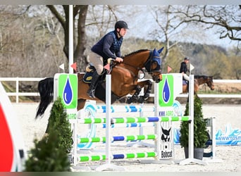 Hannoveraan, Merrie, 8 Jaar, 163 cm, Roodbruin