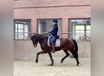 Hannoveraan, Merrie, 8 Jaar, 164 cm, Bruin