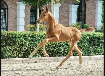 Hannoveraan, Merrie, 8 Jaar, 164 cm, Bruin