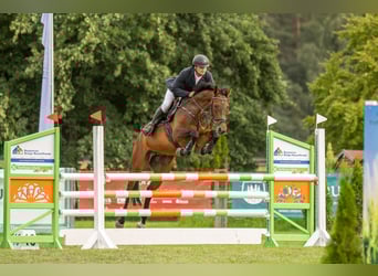 Hannoveraan, Merrie, 8 Jaar, 164 cm, Donkerbruin