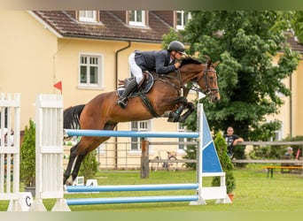 Hannoveraan, Merrie, 8 Jaar, 164 cm, Donkerbruin