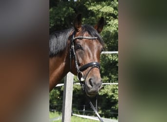 Hannoveraan, Merrie, 8 Jaar, 164 cm, Donkerbruin