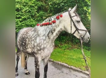 Hannoveraan, Merrie, 8 Jaar, 164 cm, Schimmel
