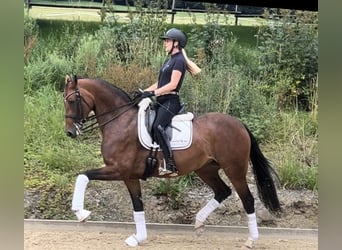 Hannoveraan, Merrie, 8 Jaar, 165 cm, Brauner