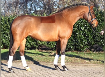 Hannoveraan, Merrie, 8 Jaar, 165 cm, Bruin