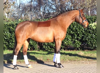 Hannoveraan, Merrie, 8 Jaar, 165 cm, Bruin