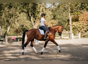 Hannoveraan, Merrie, 8 Jaar, 165 cm, Bruin