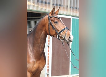 Hannoveraan, Merrie, 8 Jaar, 165 cm, Donkere-vos