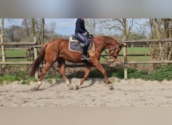 Hannoveraan, Merrie, 8 Jaar, 165 cm, Vos