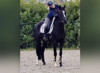 Hannoveraan, Merrie, 8 Jaar, 165 cm, Zwart