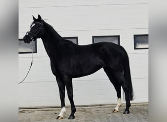 Hannoveraan, Merrie, 8 Jaar, 165 cm, Zwart