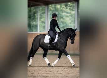 Hannoveraan, Merrie, 8 Jaar, 166 cm, Zwart