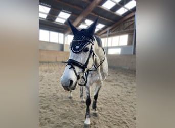 Hannoveraan, Merrie, 8 Jaar, 167 cm, Appelschimmel