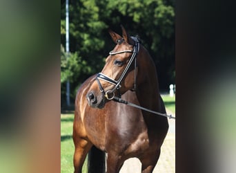 Hannoveraan, Merrie, 8 Jaar, 167 cm, Donkerbruin