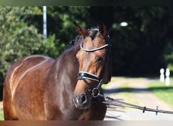 Hannoveraan, Merrie, 8 Jaar, 167 cm, Donkerbruin