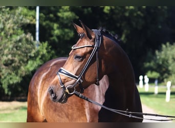 Hannoveraan, Merrie, 8 Jaar, 167 cm, Donkerbruin