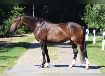 Hannoveraan, Merrie, 8 Jaar, 167 cm, Donkerbruin
