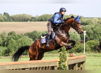 Hannoveraan, Merrie, 8 Jaar, 167 cm, Roodbruin