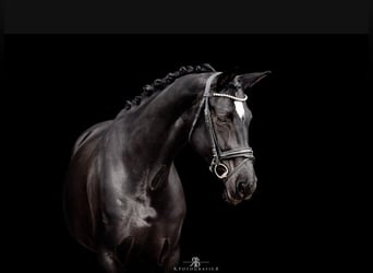 Hannoveraan, Merrie, 8 Jaar, 167 cm, Zwart