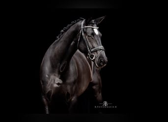 Hannoveraan, Merrie, 8 Jaar, 167 cm, Zwart