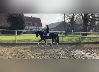 Hannoveraan, Merrie, 8 Jaar, 167 cm, Zwartbruin