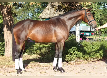 Hannoveraan, Merrie, 8 Jaar, 168 cm, Bruin