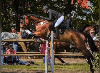 Hannoveraan, Merrie, 8 Jaar, 168 cm, Bruin