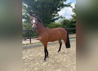 Hannoveraan, Merrie, 8 Jaar, 168 cm, Bruin