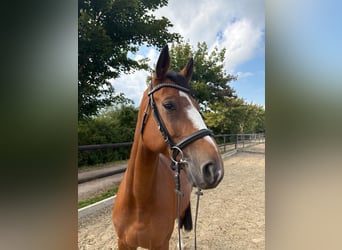 Hannoveraan, Merrie, 8 Jaar, 168 cm, Bruin