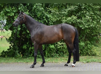 Hannoveraan, Merrie, 8 Jaar, 168 cm, Donkerbruin