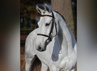 Hannoveraan, Merrie, 8 Jaar, 168 cm, Schimmel