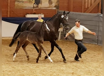 Hannoveraan, Merrie, 8 Jaar, 168 cm, Zwart