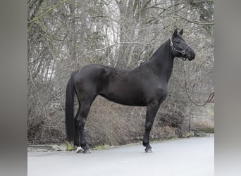 Hannoveraan, Merrie, 8 Jaar, 168 cm, Zwart