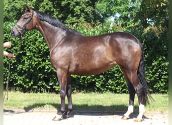 Hannoveraan, Merrie, 8 Jaar, 169 cm, Bruin