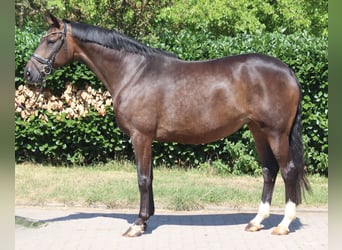 Hannoveraan, Merrie, 8 Jaar, 169 cm, Bruin