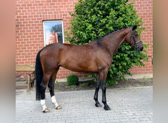 Hannoveraan, Merrie, 8 Jaar, 169 cm, Bruin