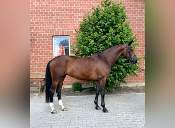 Hannoveraan, Merrie, 8 Jaar, 169 cm, Bruin