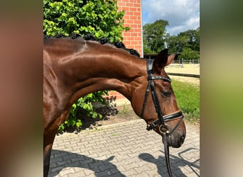 Hannoveraan, Merrie, 8 Jaar, 169 cm, Bruin