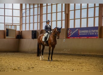 Hannoveraan, Merrie, 8 Jaar, 169 cm, Bruin