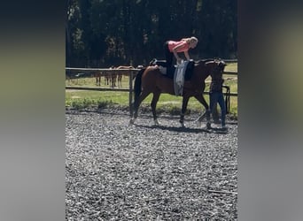 Hannoveraan, Merrie, 8 Jaar, 169 cm, Bruin