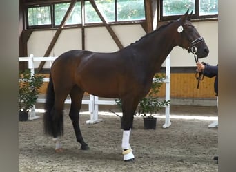 Hannoveraan, Merrie, 8 Jaar, 169 cm, Bruin