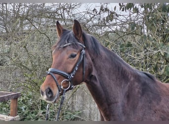 Hannoveraan, Merrie, 8 Jaar, 169 cm, Bruin