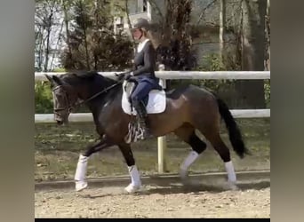 Hannoveraan, Merrie, 8 Jaar, 169 cm, Donkerbruin