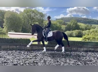 Hannoveraan, Merrie, 8 Jaar, 170 cm, Bruin