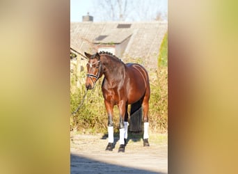 Hannoveraan, Merrie, 8 Jaar, 170 cm, Bruin