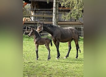 Hannoveraan, Merrie, 8 Jaar, 170 cm, Bruin