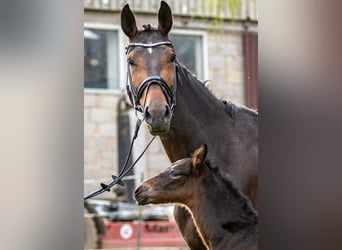 Hannoveraan, Merrie, 8 Jaar, 170 cm, Bruin