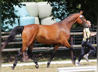 Hannoveraan, Merrie, 8 Jaar, 170 cm, Bruin